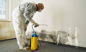 Mold Remediation for Vacation Homes in Niagara Falls, NY